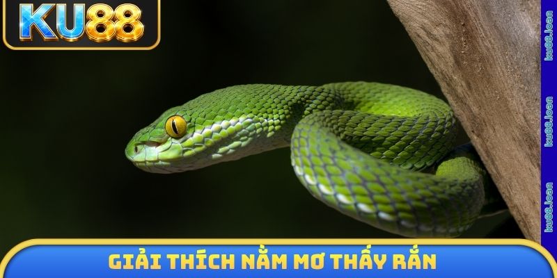 Giải thích nằm mơ thấy rắn